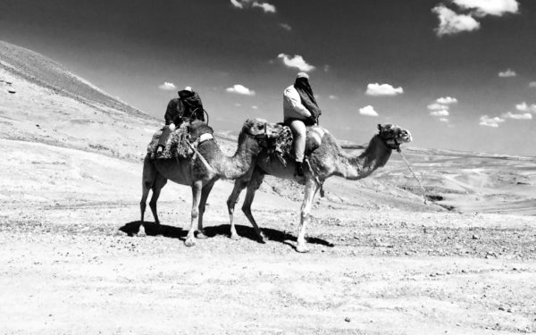 “A Camel is a horse designed by committee”. Alec Issigonis