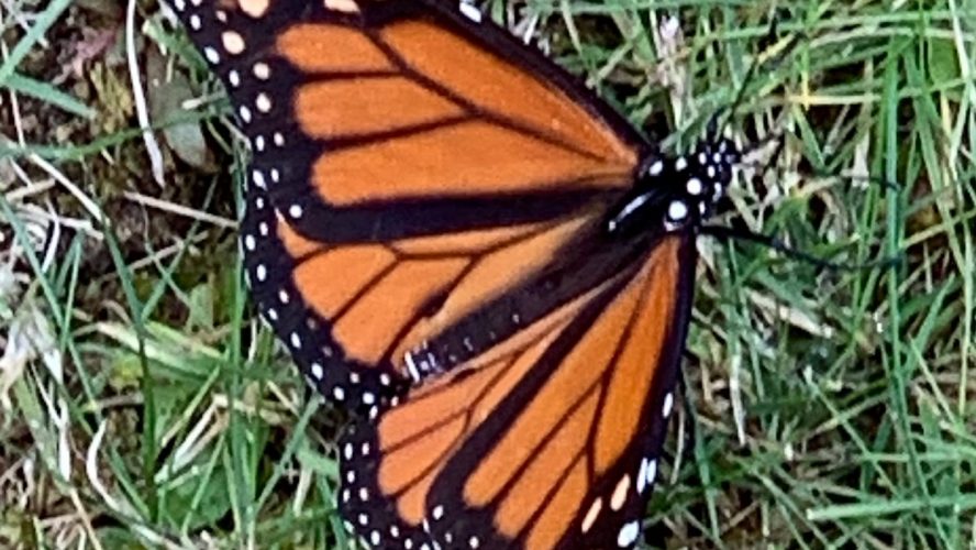 “The sound of a million butterflies flapping their wings is indescribable. It’s very heavenly.” Louie Schwartzberg, cinematographer