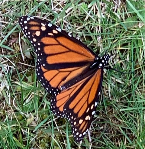 “The sound of a million butterflies flapping their wings is indescribable. It’s very heavenly.” Louie Schwartzberg, cinematographer