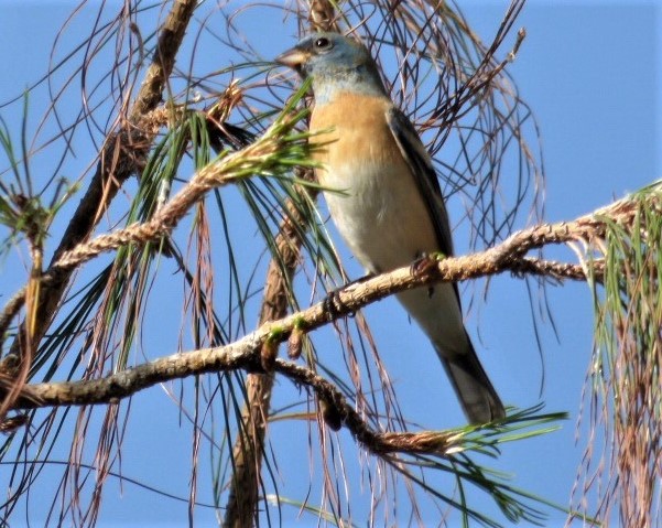 Lazuli Bunting