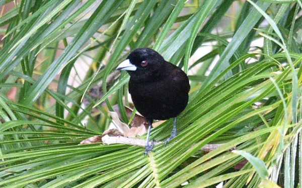 COSTA RICA Part 4                            Mountain Rain Forest                                    In Quest of the Resplendent Quetzal