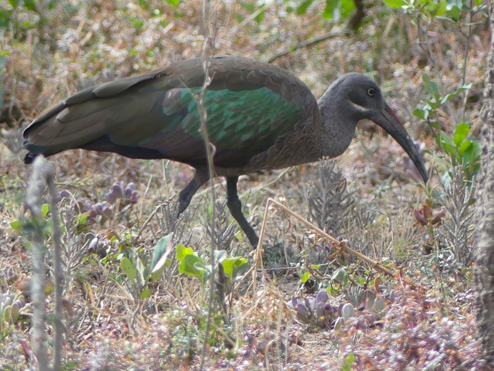 PART 3: BIRDS! BIRDS! BIRDS!