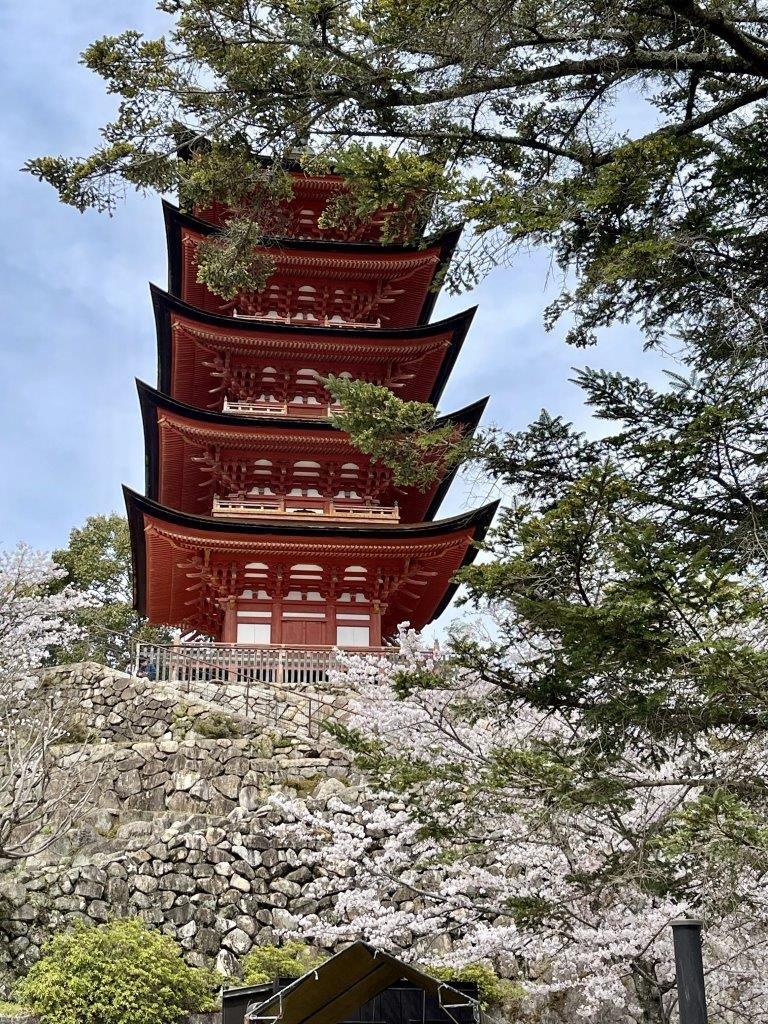 “The significance of the cherry blossom tree in Japanese culture goes back hundreds of years. In their country, the cherry blossom represents the fragility and the beauty of life. It’s a reminder that life is almost overwhelmingly beautiful, but that it is also tragically short.”                                      – Homaro Cantu, American chef  