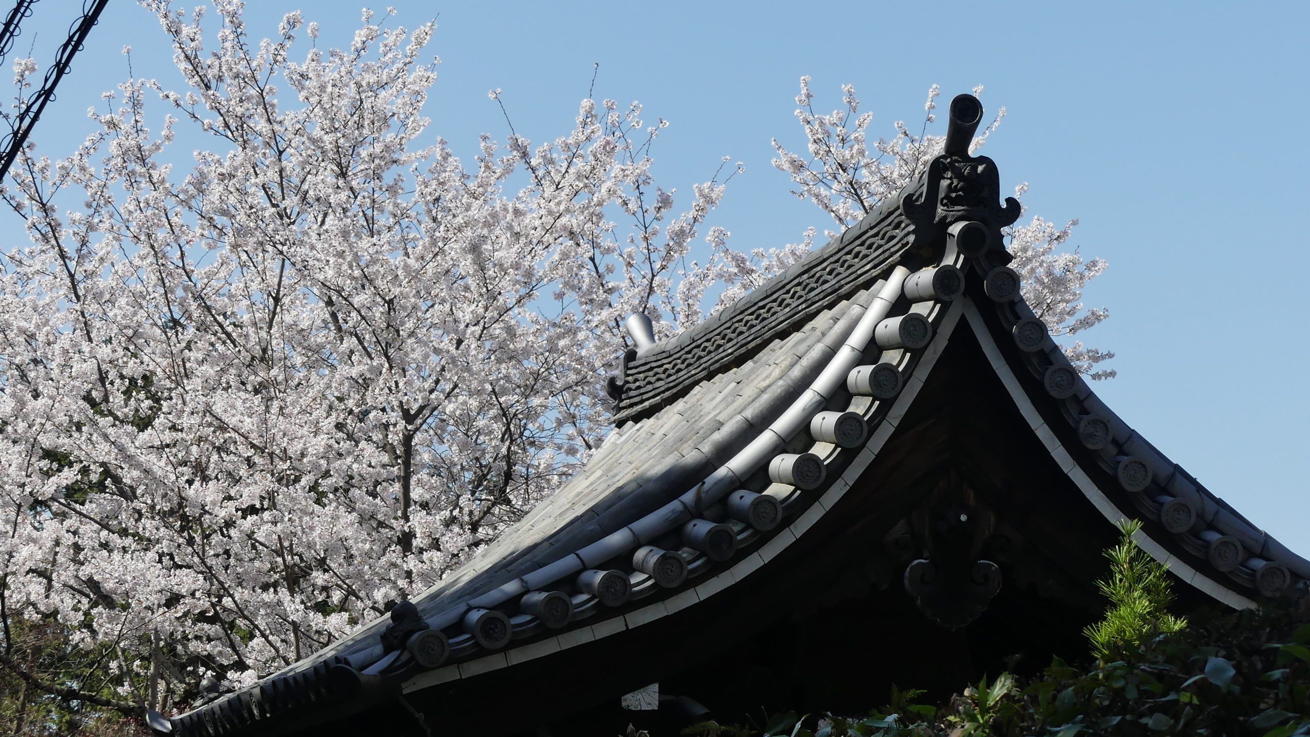 “The temple bell stops, but I still hear the sound  coming out of the flowers.”  Matsu Basho, Japanese poet, Edo Period