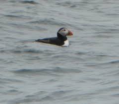 “I love puffins. They are small, round gothic birds, and their babies are called pufflings.”