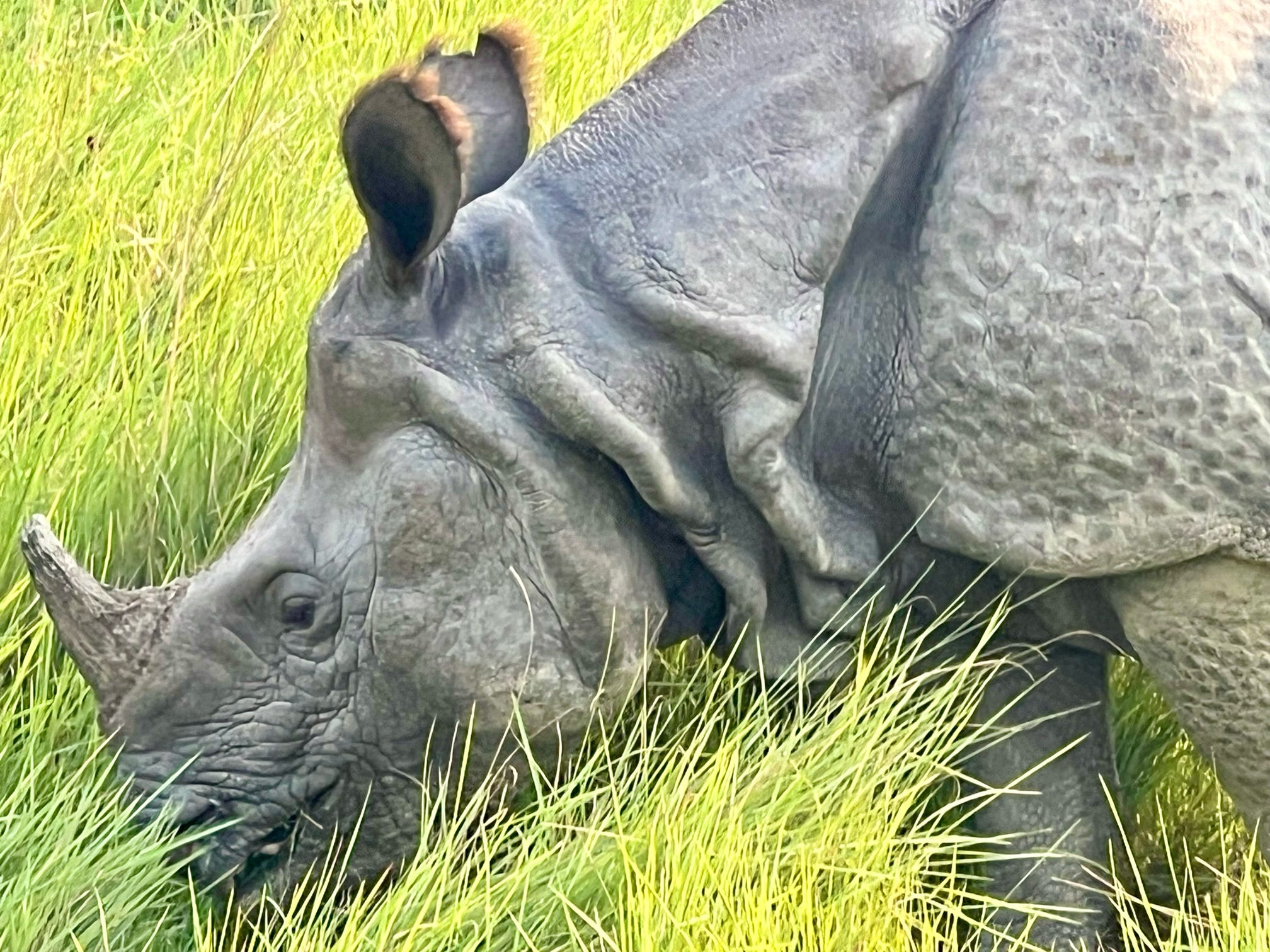 “Whatever causes you to drop your plan forward and open to your vision, your own, deeply personal vision of what your life could be at its very best, that’s what I call meeting your rhinoceros.”  – Martha Nibley Beck, American sociologist #2